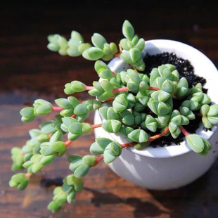 碧玉莲多肉植物吊兰盆栽易爆盆桃蛋花卉绿植室内好养易活懒人花