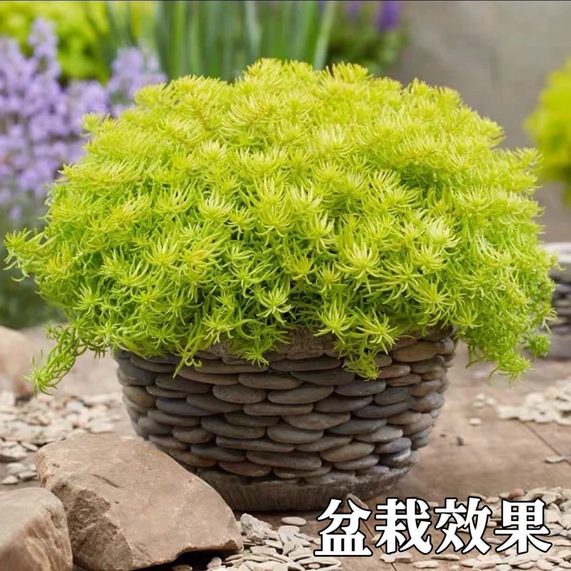 黄金佛甲草盆栽阳台庭院草坪露天地栽耐寒耐热黄金多肉易爆盆懒人,鲜花速递/花卉仿真/绿植园艺,多肉植物,淘宝优惠券,粉丝福利购,淘宝优惠卷