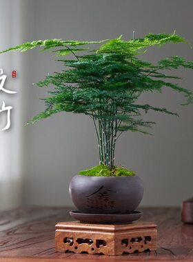 中古风文竹盆栽植物室内花卉四季常青盆景客厅办公室桌面绿植好养