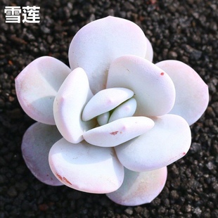 贵货多肉植物纯正粉雪莲萌肉肉大颗稀有品种多肉植物盆栽趣味好养
