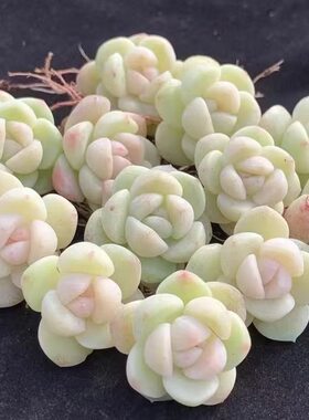 冰玉多肉植物超萌可爱办公室内新手高颜值学生厚叶花卉绿植盆栽花