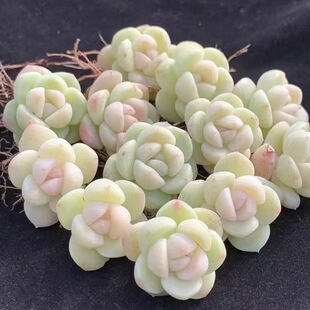 冰玉多肉植物超萌可爱办公室内新手高颜值学生厚叶花卉绿植盆栽花