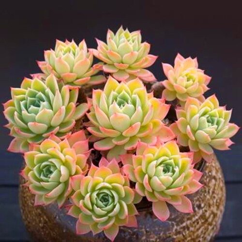 三色堇多肉植物花卉养成多头老桩很好看带根基地直发好养
