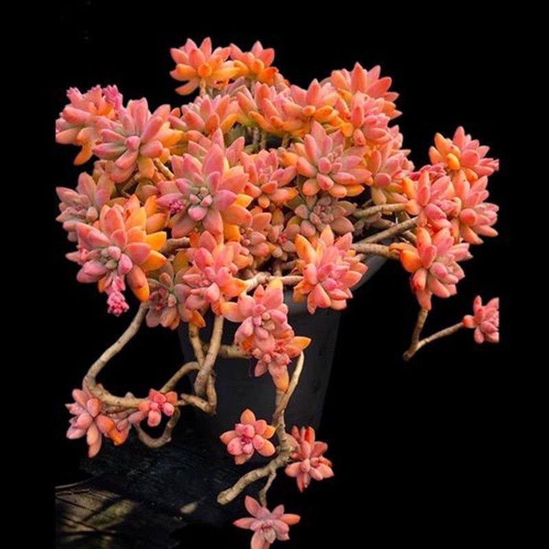 超大多头秋丽悬崖老桩多肉 懒人好养 易爆盆办公室阳台盆栽