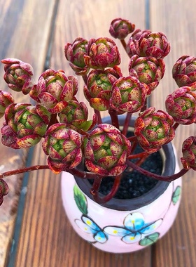 小狐狸多肉植物橄榄球玫瑰小人祭植物室内盆栽绿植萌肉肉法师肉肉