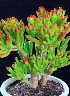 吸财树老桩招财新手好养室内绿植阳台盆栽花卉组合多肉多头招财猫