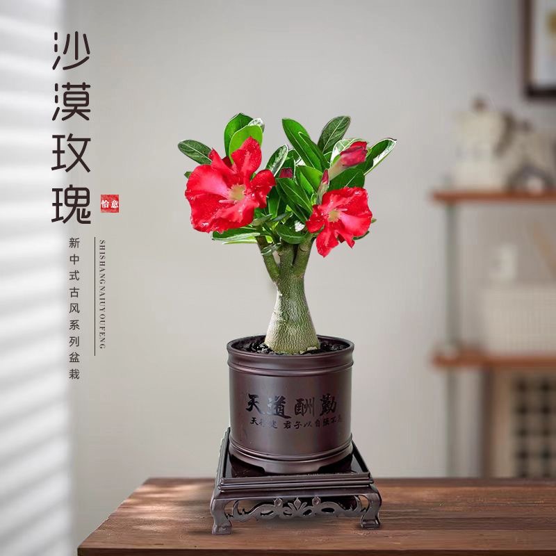 沙漠玫瑰花小苗盆栽阳台室内外庭院好养花卉绿植四季花开沙漠玫瑰