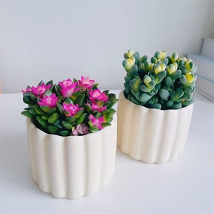 鹿角海棠锦吹雪之松锦多肉植物阳台肉肉绿植花卉盆栽新手好养