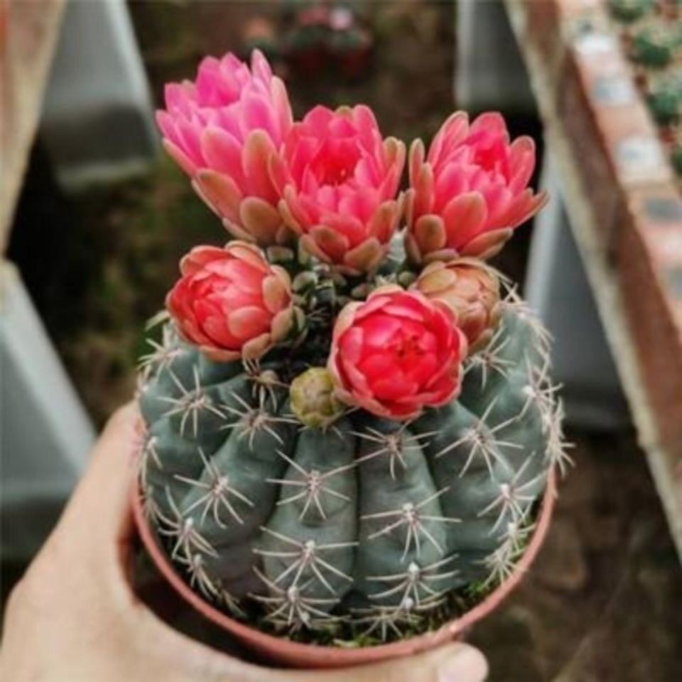 绯花玉仙人球带盆种好防辐射仙人掌类植物盆栽耐旱好养图片