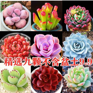 多肉植物组合盆栽绿植花卉办公室阳台新款盆景