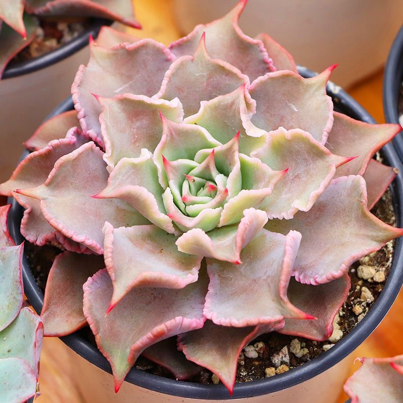 饺子皮多肉植物盆栽组合绿植花卉新手好养稀有品种绿植花卉萌肉肉