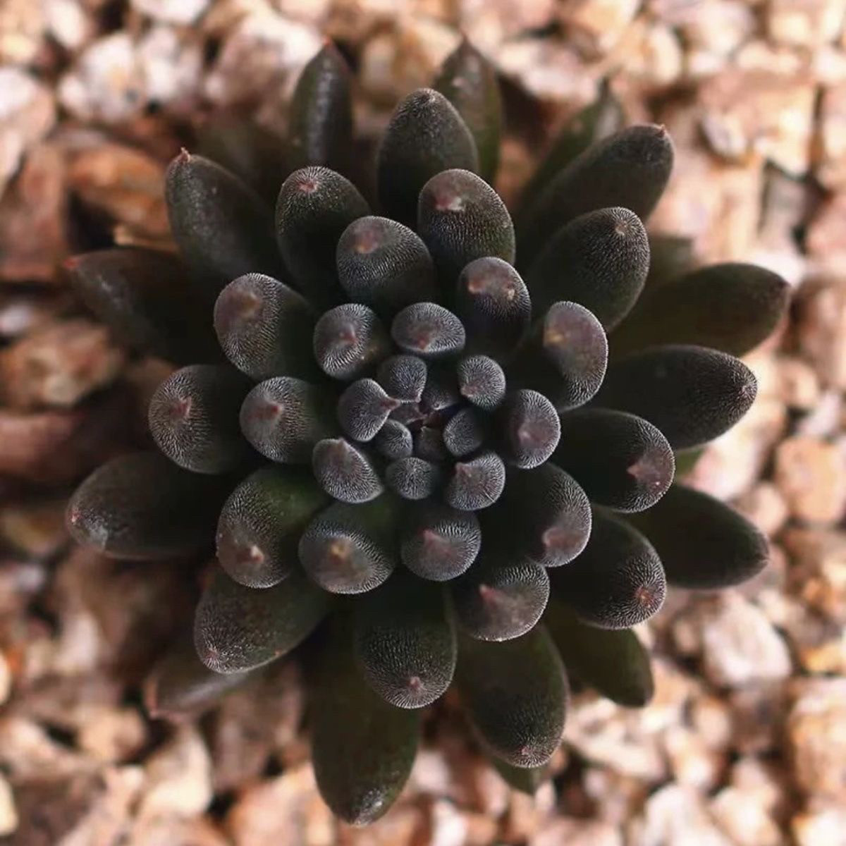 多肉植物盆栽滇石莲滇黑爪莲办公桌阳台绿植花卉黑色肉肉,鲜花速递/花卉仿真/绿植园艺,多肉植物,淘宝优惠券,粉丝福利购,淘宝优惠卷