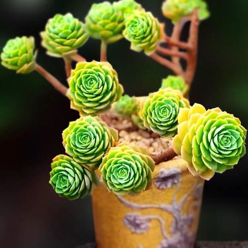 绿蔷薇多肉 精品多头老桩群生悬崖桩 一物一拍 盆栽绿植多肉植物