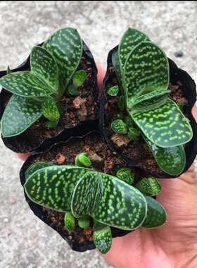 子宝多肉植物元宝花招财进宝肉肉办公室内桌面绿植花卉盆栽
