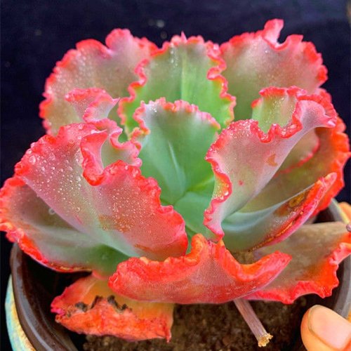 舞会红裙多肉植物大颗大型卷边肉肉桌面绿植花卉组合盆栽