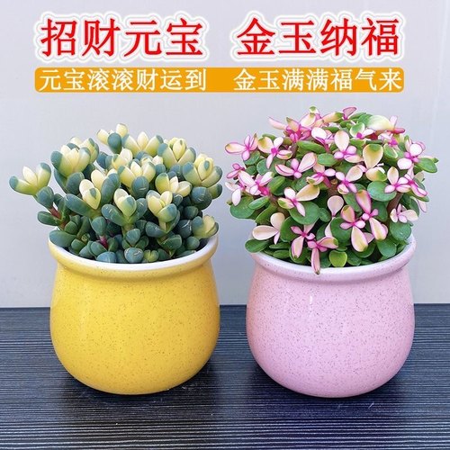 鹿角海棠锦多肉植物可爱萌肉肉桌面阳台绿植花卉盆栽