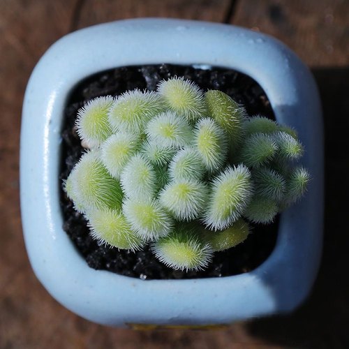 信东尼群生多肉植物新手肉肉超萌毛绒绒多肉室内花卉组合盆栽绿植 - 封面