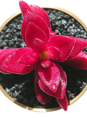 【红红火火】赤鬼城多肉植物红叶祭老桩火姬红多肉绿植盆栽花卉