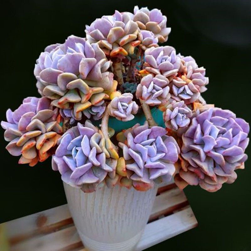 雪精灵多肉带杆老桩爆崽大颗新手易养活绿植盆栽办公室防辐射植物