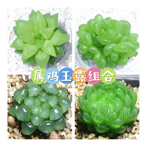 属鸡玉露植物组合十二卷玉露多肉植物盆栽姬玉露琥珀水晶