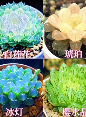 白莲花玉露组合琥珀冰灯宝莲灯新款室内办公室懒人好养