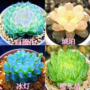 白莲花玉露组合琥珀冰灯宝莲灯新款室内办公室懒人好养