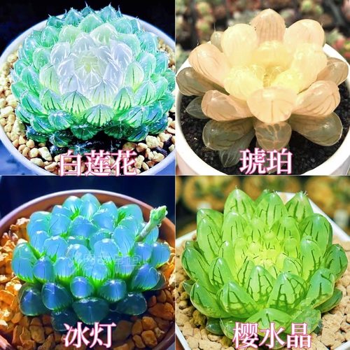 白莲花玉露组合琥珀冰灯宝莲灯新款室内办公室懒人好养