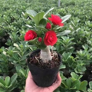 沙漠玫瑰懒人花卉庭院客厅阳台露台绿植耐旱好养小绿植基地直发