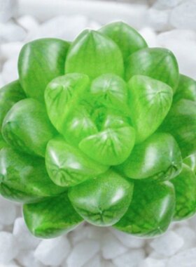 水晶玉露/多肉植物青锁龙属新手多肉植物组合