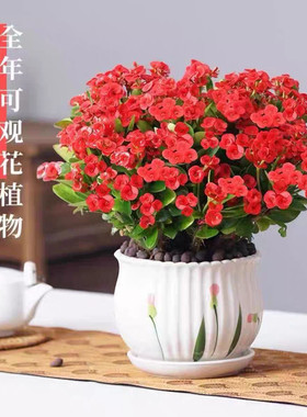 海棠虎刺梅室内办公室阳台开花绿植好养铁海棠刺梅
