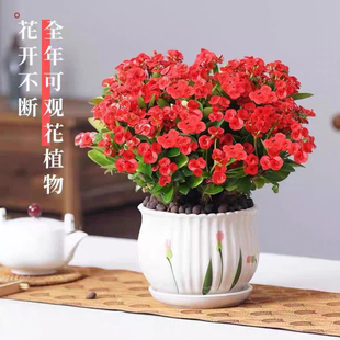 海棠虎刺梅室内办公室阳台开花绿植好养铁海棠刺梅