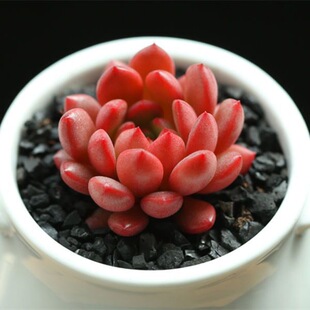 红宝石多肉植物 多头多肉组合盆栽 绿植花卉室内阳台小盆景肉肉花