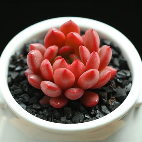 红宝石多肉植物 多头多肉组合盆栽 绿植花卉室内阳台小盆景肉肉花