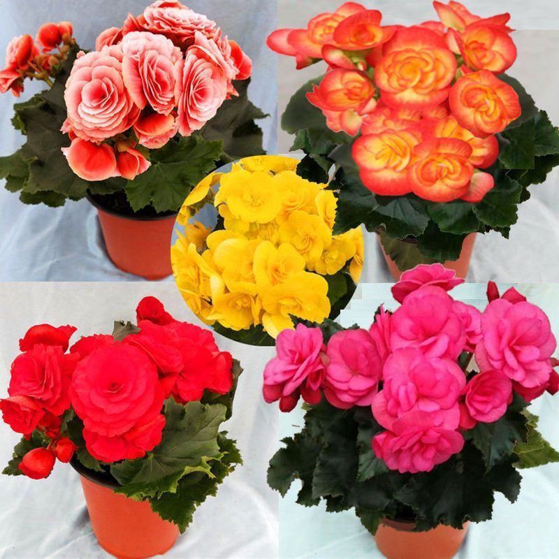 丽格海棠盆栽带花苞开花好养活重瓣玫瑰海棠室内阳台