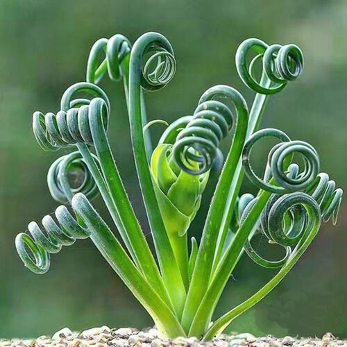 多肉植物宽叶弹簧草球茎1.5cm左右带盆土发货包邮阳台迷你植物