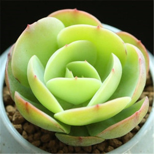 碧桃老桩造型办公室桌面美观多肉植物盆栽高颜值超萌可爱