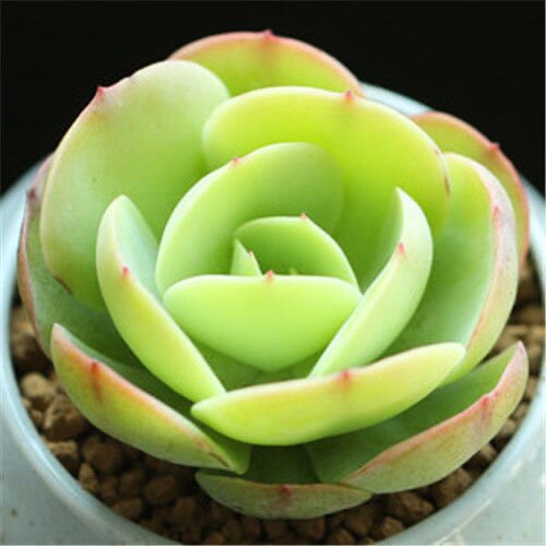 碧桃老桩造型办公室桌面美观多肉植物盆栽高颜值超萌可爱