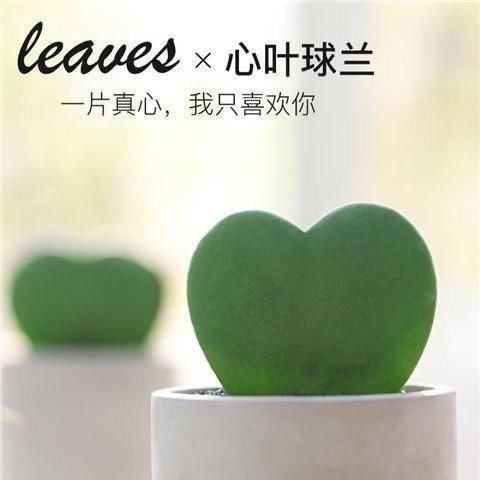 一片心叶球兰盆栽一片心形多肉爱心多肉情人节礼物趣味多肉一片心