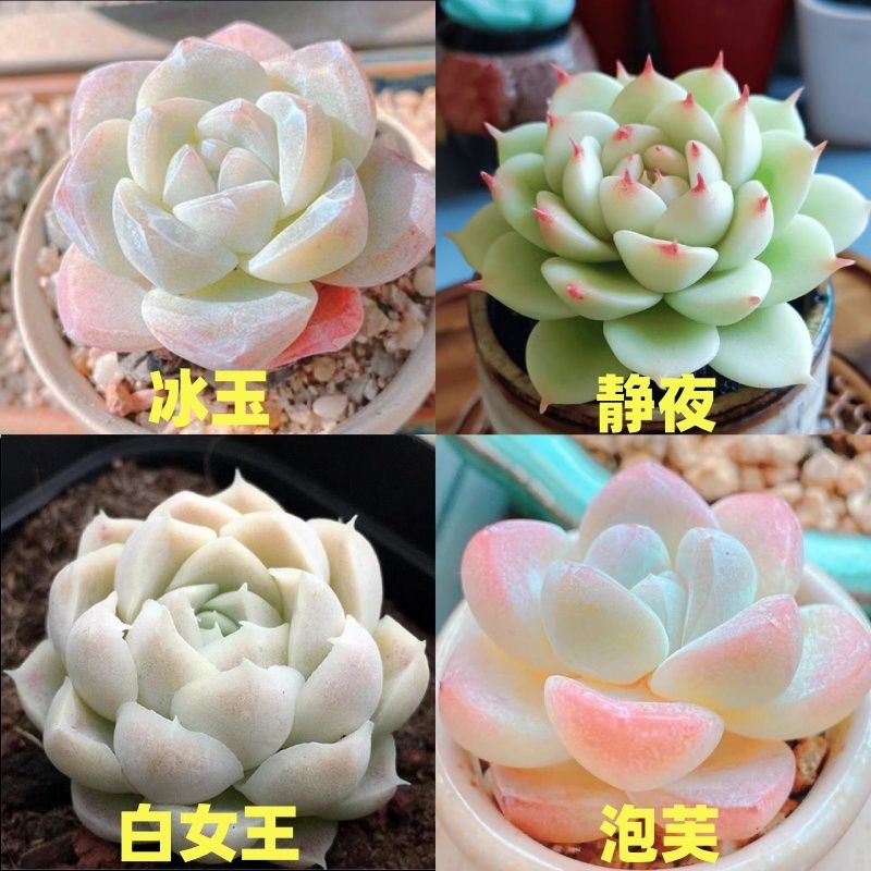 多肉植养不死耐活套餐新手肉肉植物老桩花盆室内绿植阳台美