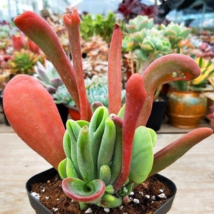 火狐狸 多肉植物老桩四季好养吸财树招财猫室内阳台盆栽