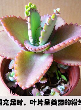 不死鸟多肉植物宽叶不死鸟落地生根老桩绿植盆栽花卉蕾丝公主桌摆