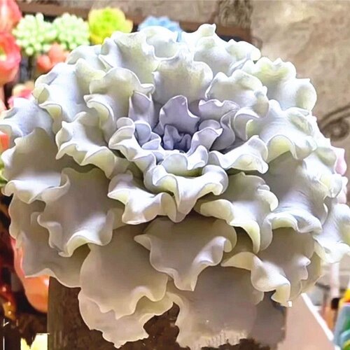 白饺子皮多肉植物芭蕾舞者高端贵货精品控阳台盆栽绿植