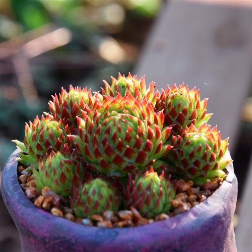 橘子球群生多头多肉植物长生草耐寒盆栽肉肉新手植物办公室花卉