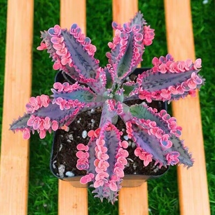 多肉植物不死鸟锦落地生根办公室美观易养小老桩花卉小盆栽