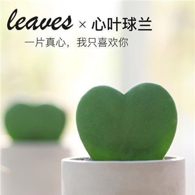 【此生只爱一个人】多肉植物 一片爱心 阳台桌面心型心叶球兰盆栽