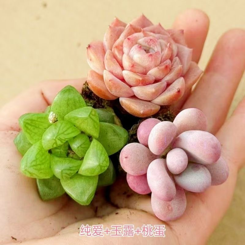 多肉植物套餐盆栽桃蛋玉露纯爱好养新手室内办公室花卉绿植