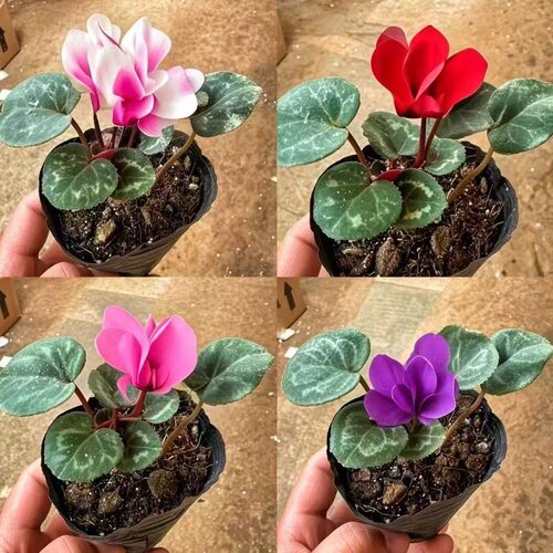 仙客来盆栽不带花苗大花重瓣迎客来花卉室内好养观花植物
