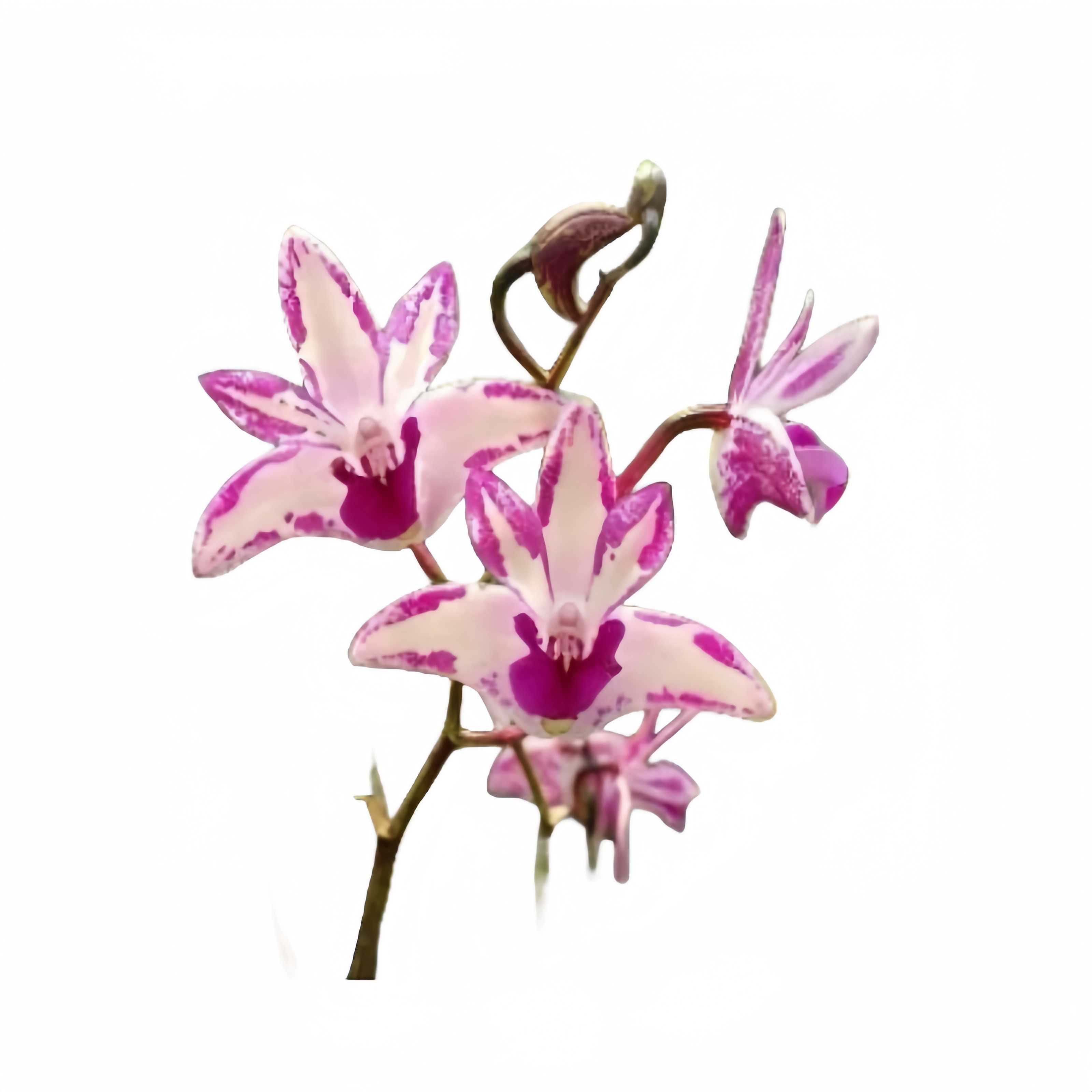 【剩手国兰】《豹纹石斛》秋石斛不带花苞原盆发货