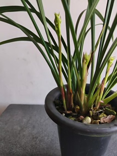 【剩手国兰】建兰彩云追月