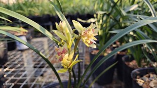 建兰富山奇蝶奇花传统花卉夏季带花苞出售老爸的花圃值得你们信赖